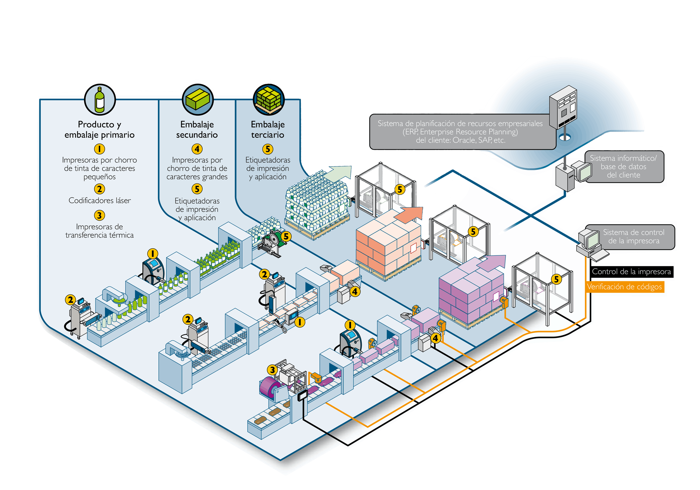 Infografía Liínea de Producción Cofersa